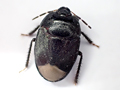 Sehirus morio